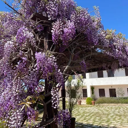 Dalucia Torre Vado